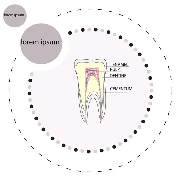 Struttura del dente — Vettoriale Stock