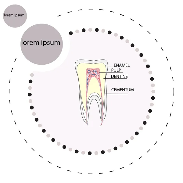 Estrutura do dente — Vetor de Stock