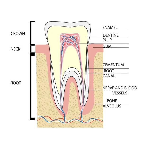 Estructura del diente humano — Archivo Imágenes Vectoriales