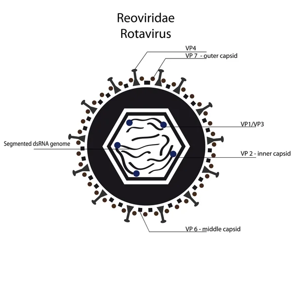 Estructura Rotavirus — Vector de stock