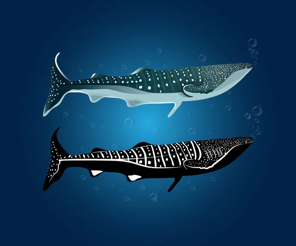 クジラの shark01 — ストックベクタ