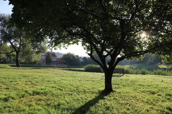 Sunrise in the park in summer