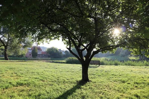 Sunrise in the park in summer