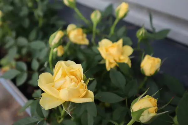 Yellow roses in a pot on the street