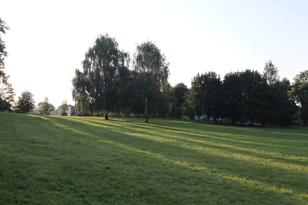 Sunrise in the park in summer, green grass