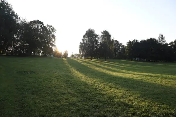 Sunrise in the park in summer, green grass