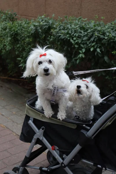 White fluffy dogs sit in a stroller