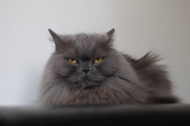 Fluffy gray british cat with yellow eyes