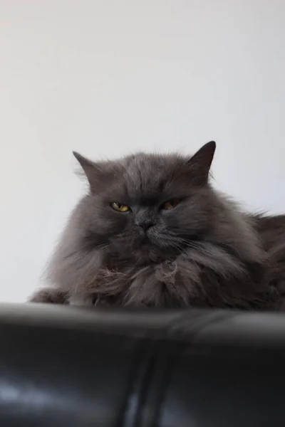 Fluffy gray british cat with yellow eyes