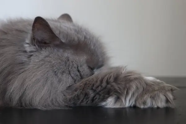 Пухнастий Сірий Британський Кіт Жовтими Очима — стокове фото