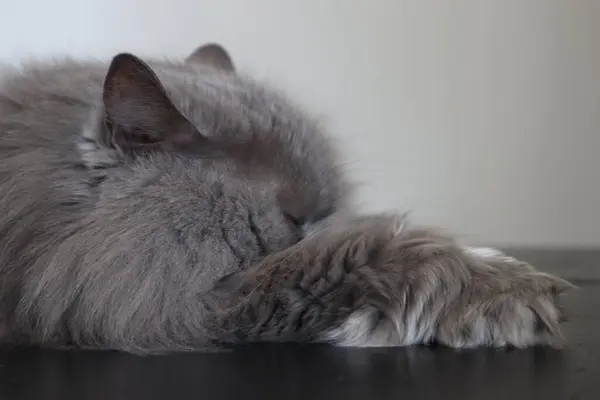 Fluffy gray british cat with yellow eyes
