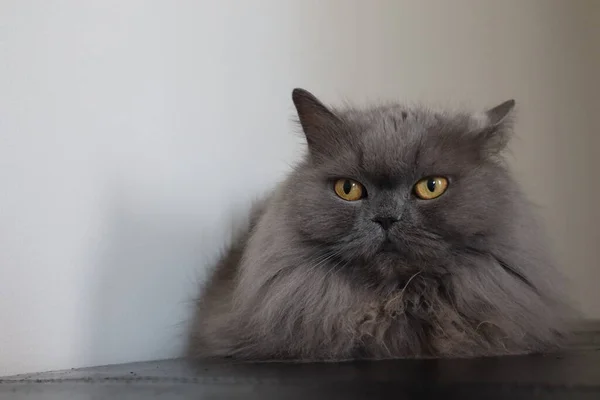 Fluffy Gray British Cat Yellow Eyes — Fotografia de Stock