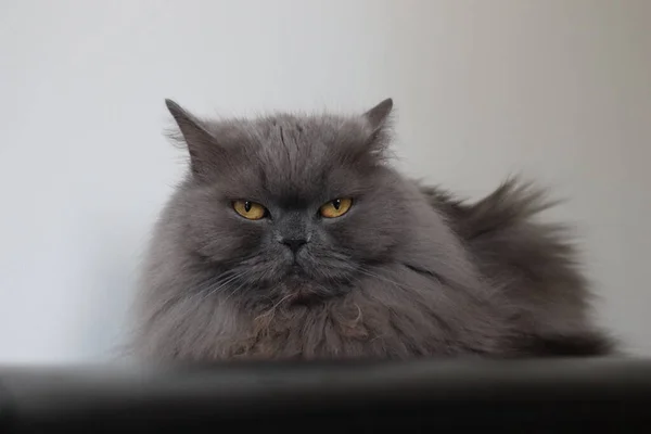 Fluffy Gray British Cat Yellow Eyes — Stockfoto