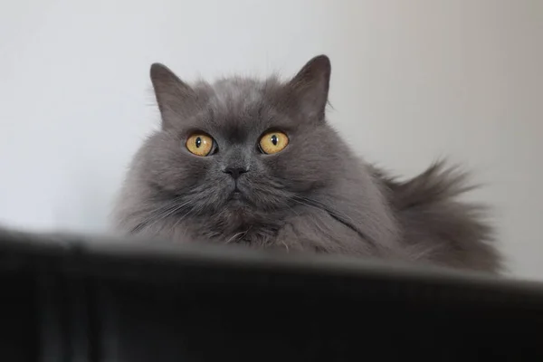 Fluffy gray british cat with yellow eyes