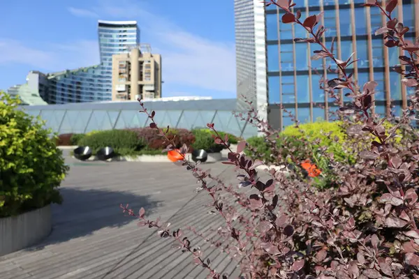 Modern business center, the roof of the building, greenery on the roof