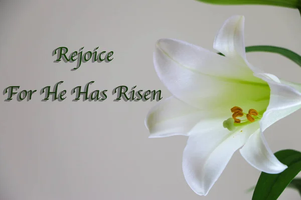 The Easter Lilly was a symbol of the Resurrection of Jesus Christ on Easter Sunday.  The image has Rejoice for He has Risen text on the left side of the image