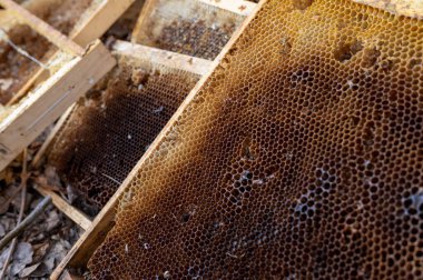 Duvara dayanmış eski arı panelleri. Arı bal topluyor.