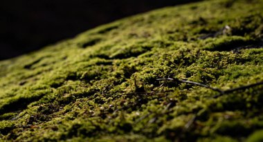 Güzel yeşil yosun yakın plan, yosun dokusu, yosun soyut arkaplan.