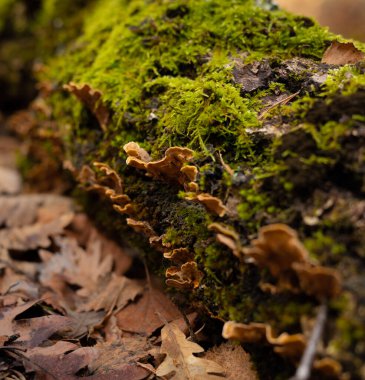 Bir sonbahar ortamında yosunlu bir kütükte mantar kalıntıları.