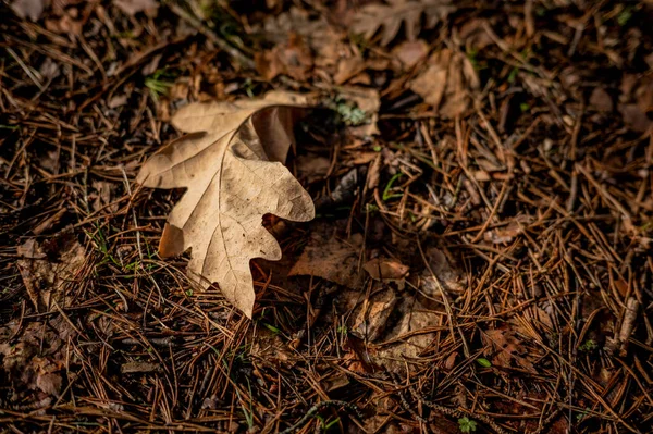 Oak Leaf Falls Ground Changing Season — Stock Photo, Image