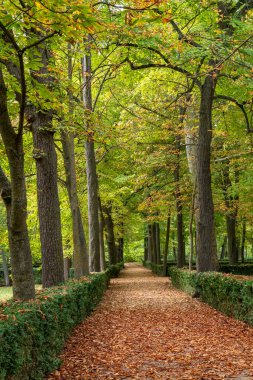 .aranjuez parkında güzel bir orman, rahatlama konsepti.