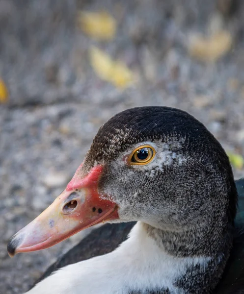 Rudowłosa Muscovy Duck Siedząca Ziemi Farmie — Zdjęcie stockowe