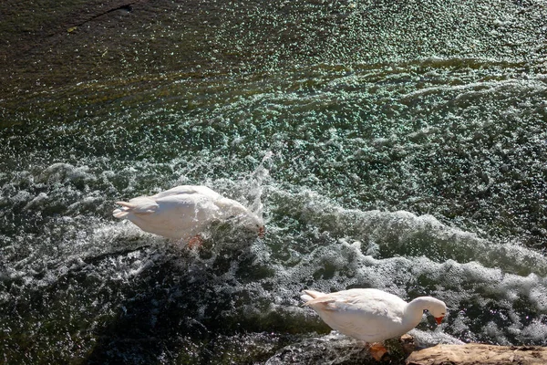 一只头在水下觅食的鹅 — 图库照片