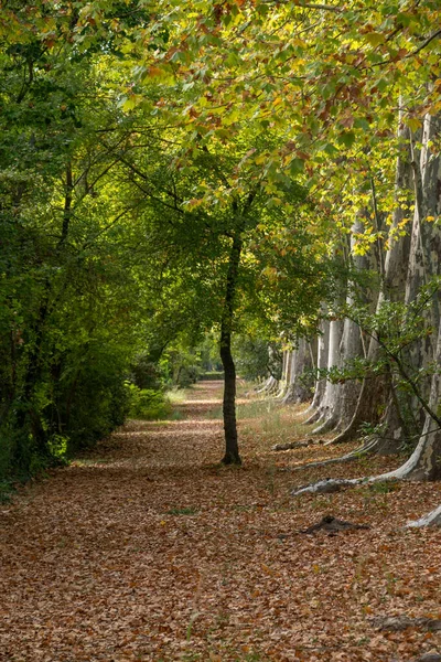 Hermoso Bosque Parque Aranjuez Concepto Relajación — Foto de Stock