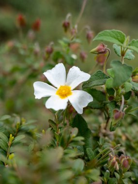 Cistus salviifolius. Düşük katlı çalı çok dekoratif ve tıbbi özellikleri var.