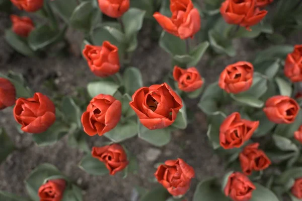 Schöne Bunte Tulpen Garten Tulipa Apeldoorn — Stockfoto