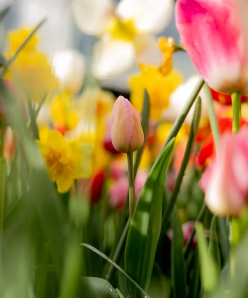 Beautiful Colorful Tulips Garden — Stock Photo, Image