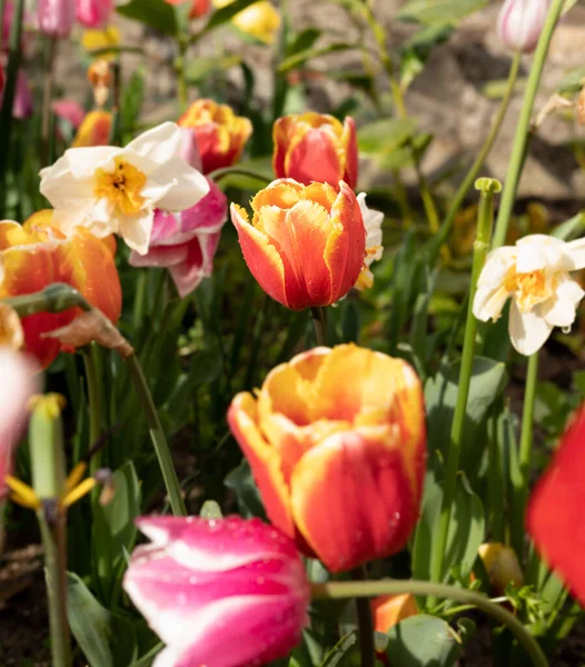 Beautiful Colorful Tulips Garden Royalty Free Stock Photos