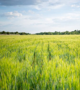 Uçsuz bucaksız yeşil çimen ve derin gökyüzü manzarası