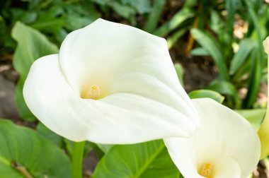 Bir sümsük kuşunun sümsük kuşunun yakın plan resmi.