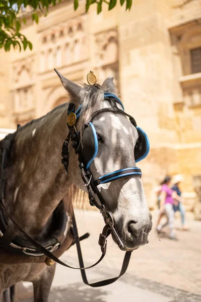 Traditional horse-drawn carriage in Codoba (Spain)