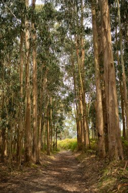 A lush forest of eucalyptus. Green floor and brown logs