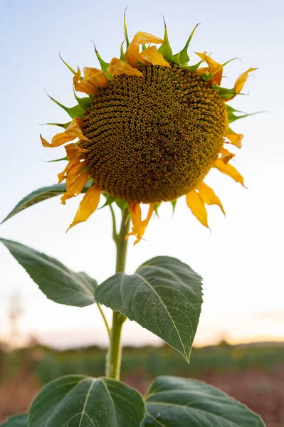 A large ripe sunflower with its green leaves.