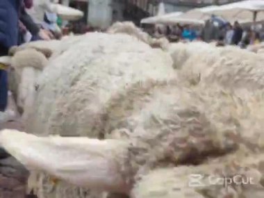 MADRID, İspanya - 23 Ekim 2022: Geleneksel Transhumance festivali Madrid sokaklarında kutlandı. Plaza Mayor 'u geçiyoruz.