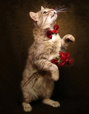 çiçek ile kedi