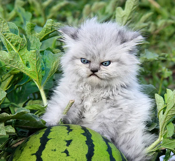 Unhappy with the kitten and watermelon.