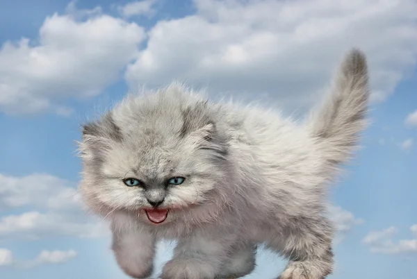 Котенок на голубом фоне неба . Лицензионные Стоковые Изображения