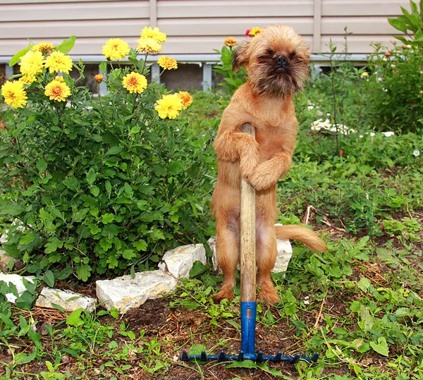 Cão muito inteligente e obediente . — Fotografia de Stock