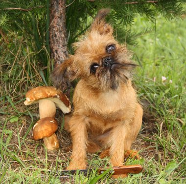 itaatkar köpekler mantar.