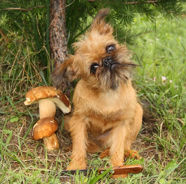 Obedient dogs are mushrooming. — Stock Photo, Image