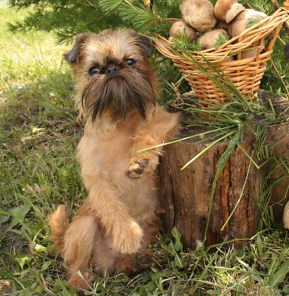 Itaatkar köpekler mantar. — Stok fotoğraf