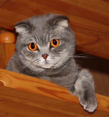Kehribar rengi ile kedi gözleri.