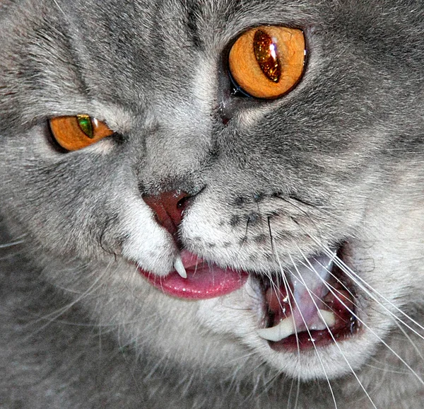 Cat with eyes the color of amber. — Stock Photo, Image