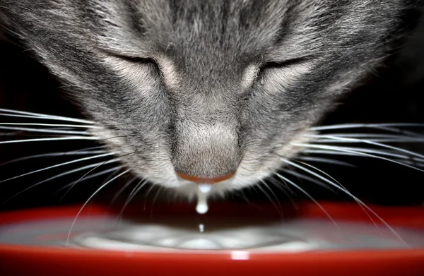 Кот пьет молоко из блюдца . Стоковое Фото