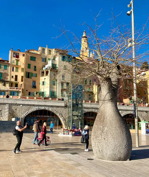 Menton, Fransa - 30 Ocak 2022 Eski şehirle sahil arasındaki meydanda şişe şeklinde baobab ağacı.