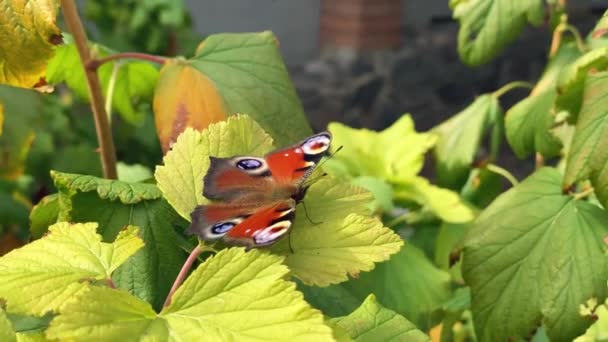 The aglais io butterfly of the nymphalidae family sits on a juniper in windy weather and flaps its wings — Stock Video